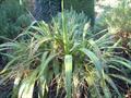 Cordyline banksii